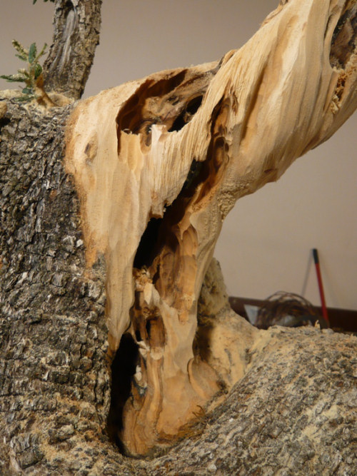 Bonsai Carving in Croatia with Kevin Wilson
